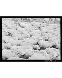 Untitled : Photograph 8C21458V, 1935 by Library of Congress